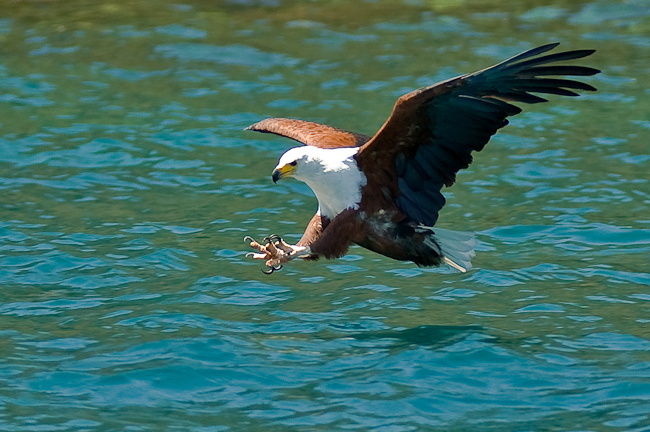 Fish eagle fishing