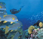 Schools of Sweet Lips are regular visitors on most dives