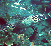 Resident Green Sea Turtle at Quilálea