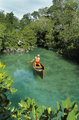 Explore the mangroves on Sencar Island