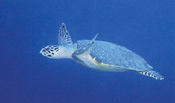 Green Sea Turtles are seen frequently
