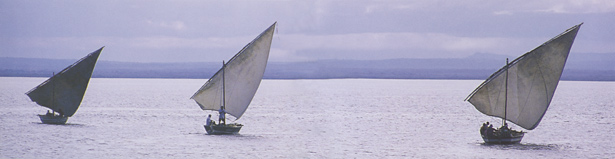 Traditional dhows sailing of the coast of Mozambique