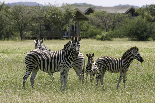 Zebras in front of camp