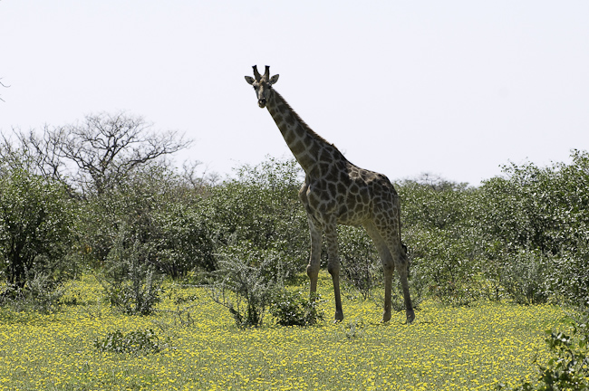 Giraffe in the wild flowers