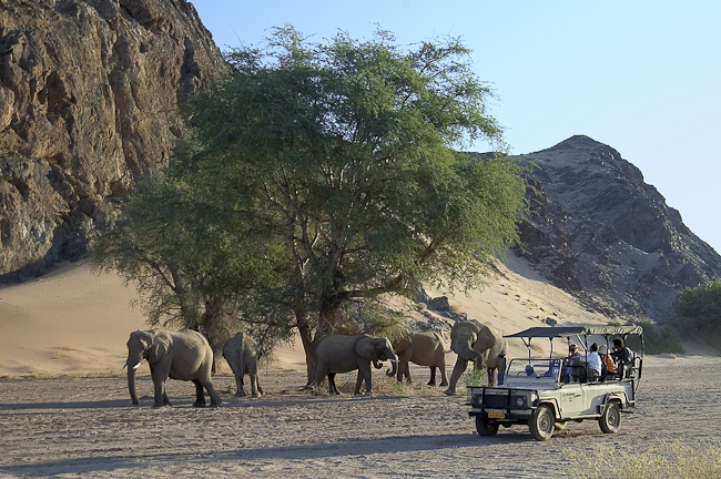 Desert elephants in the dry riverbed