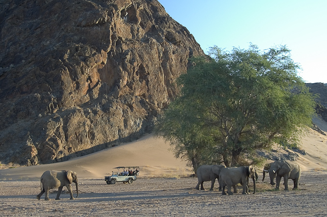 Elephant viewing in Damaraland
