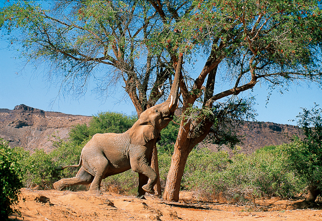 Desert elephant reaching for choice leaves