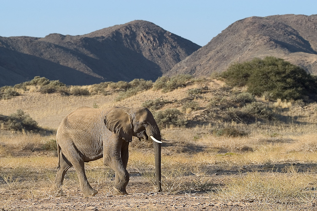 Desert elephant crossing the sands