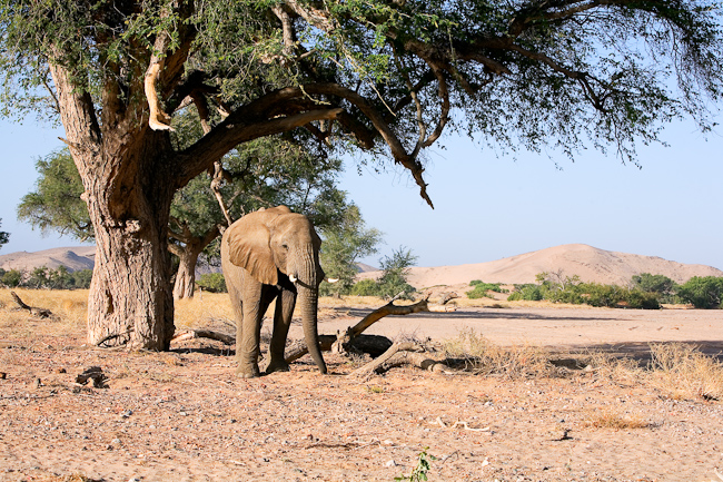 Bull elephant feeding under a tree
