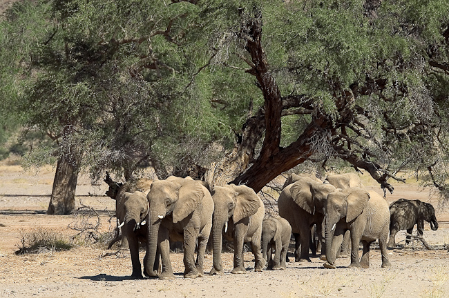 Elephants in the dry riverbed