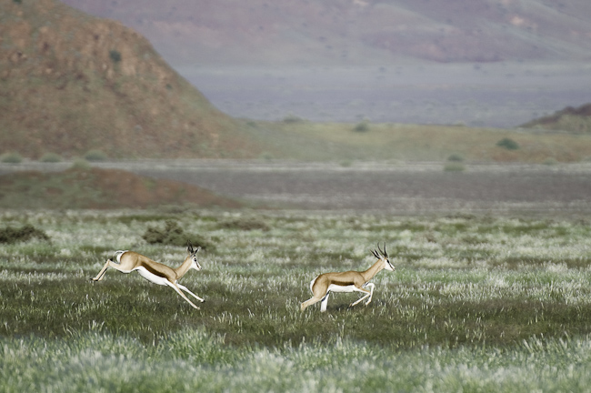 Spingboks leaping