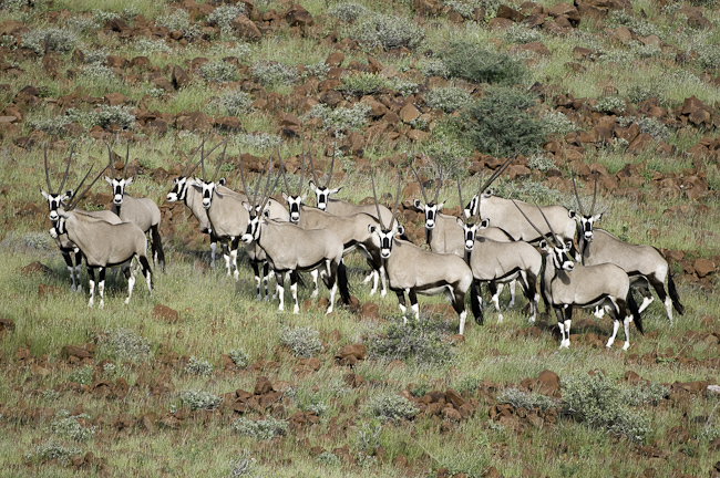 Herd of Oryx