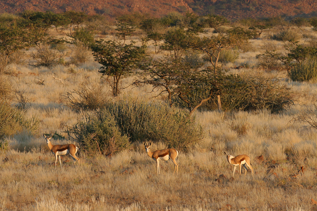 Springboks are often seen