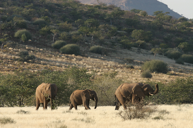 Elephants at Damaraland
