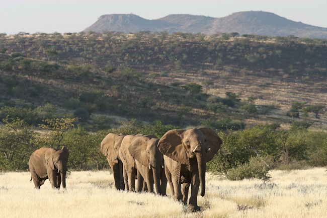 Desert Elephants in Damaraland, Namibia