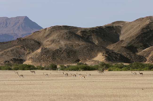Large herd of Springboks