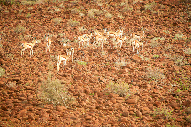 Springboks are well adapted for the desert