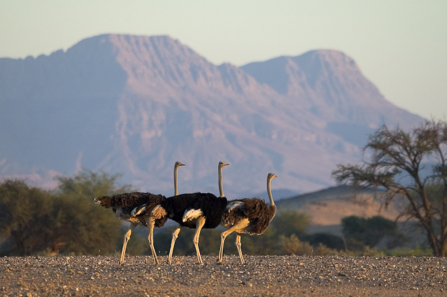 Ostriches at Damaraland