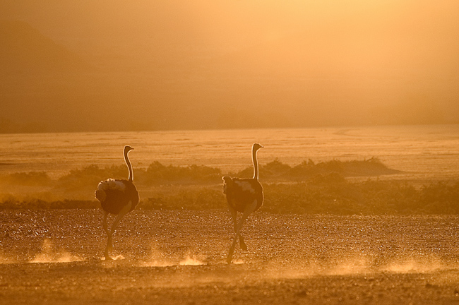 Ostriches kicking up dust