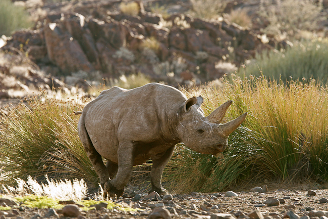 Black Rhino at Desert Rhino Camp, Palmwag, Damaraland