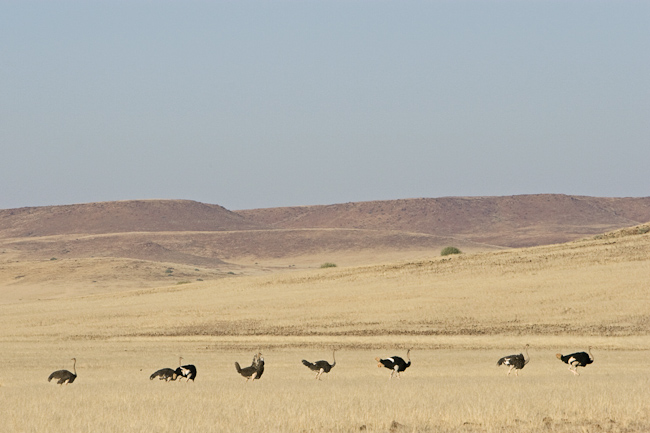 Ostriches on the plain