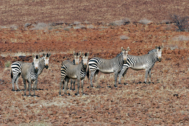 Mountain zebras at Rhino camp