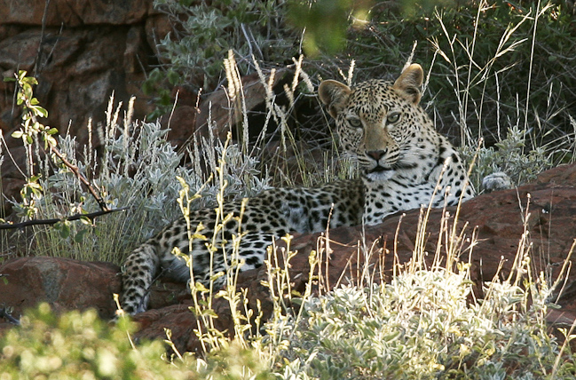 Elusive leopard