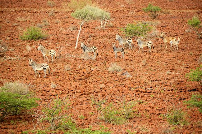 Lovely herd of mountain zebras
