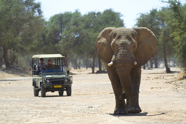 Game drive watching elephant