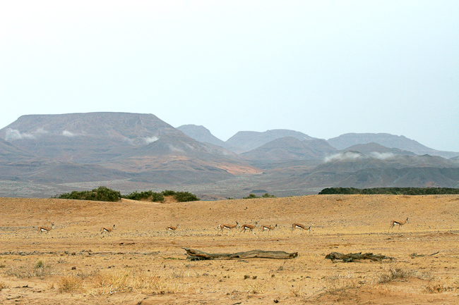 Springboks and desert landscape