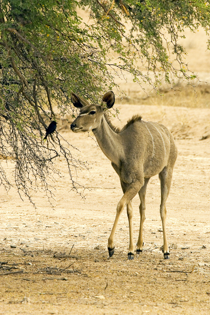 Greater Kudu (cow)