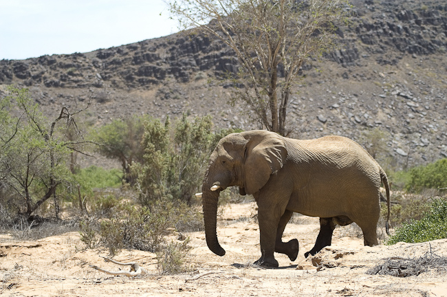 Desert-adapted elephant