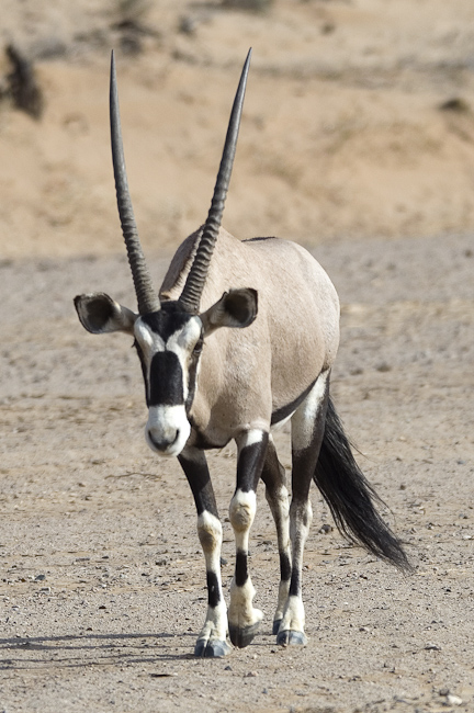 Oryx in the sand