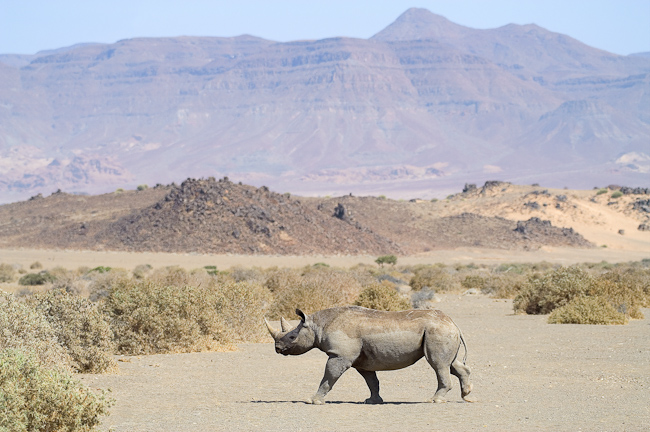 Black Rhino at Doro Nawas camp in Namibia