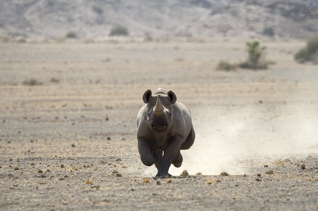 Charging black rhino