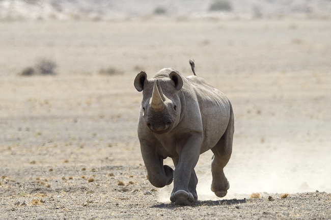 Black rhino on the move