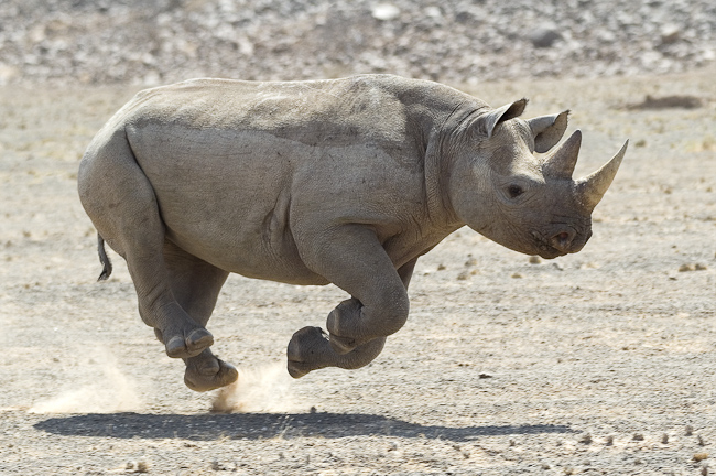Rhino run
