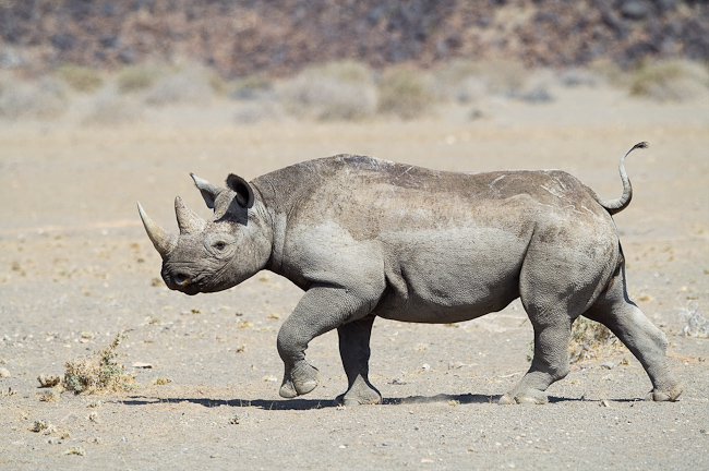 Impressive black rhino