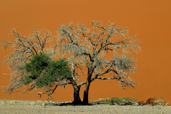 Red dune and tree