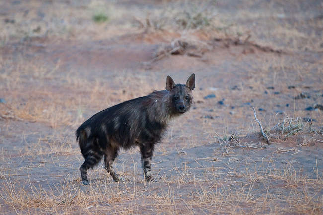 Curious looking Brown hyena