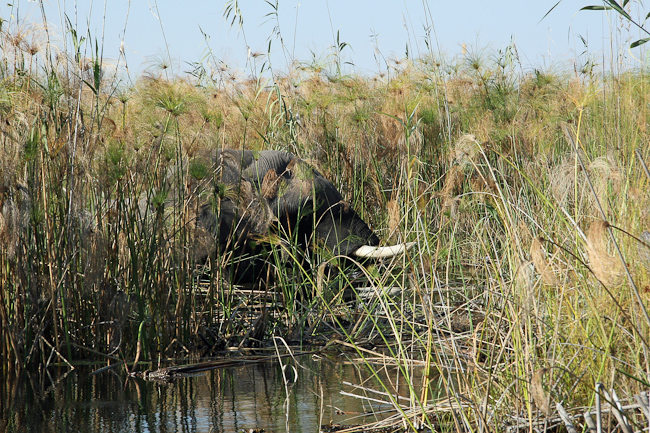 Elephant feeding on vegetation