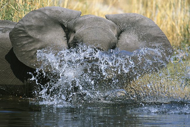 Elephant in the Kwando river