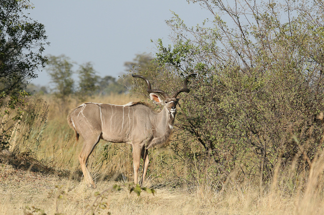 Impressive male Kudu
