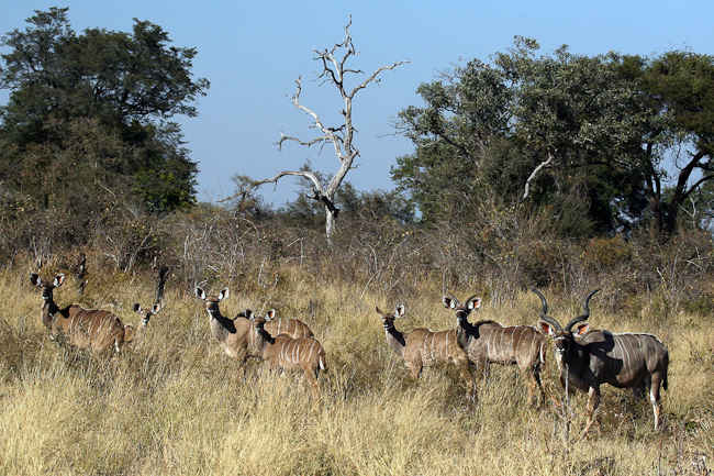 Herd of Kudu antelopes