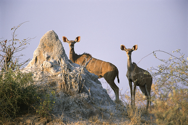 Female Kudu antelopes