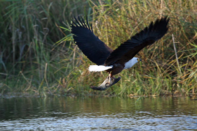 African Fish-eagle with a catch