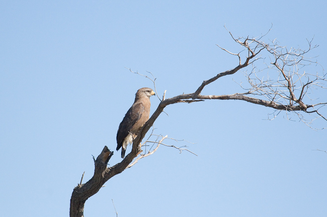 Western Banded Snake-eagle