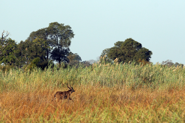 Male Sitatunga antelope