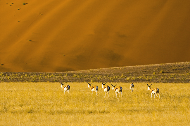 Springboks in the golden grass