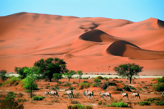 Oryx walking with red dunes behind